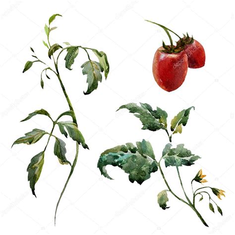 #plants #scientific illustration #botany #tomato plant #art #illustrations #artists on tumblr #painting. 수채화 토마토 공장 — 스톡 벡터 © ZeninaAsya #63747801
