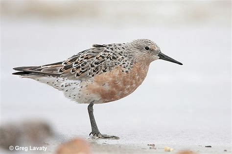Red Knot Id Facts Diet Habit And More Birdzilla