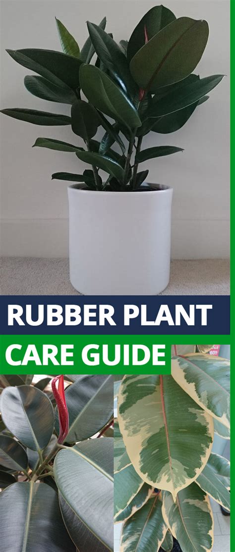 How To Best Care For Rubber Plant Dreams Of Babies