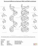 Coloring Dna Rna Worksheet Pages Printable Drawing Puzzle sketch template