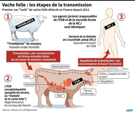 Ardennes Un Cas Isolé De Vache Folle Le Ministère Se Veut Rassurant La Croix