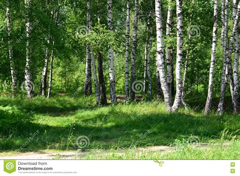 Light Birch Wood In A Summer Sunny Day Stock Photo Image Of Light