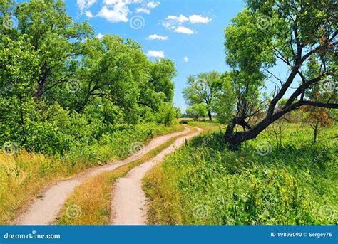 Dirt Road Between Trees Stock Photo Image Of Blue Grass 19893090