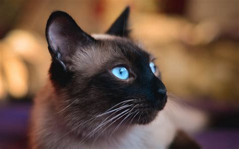 Blue Eyes Animals Cat Siamese Cats Hd Wallpaper Rare Gallery