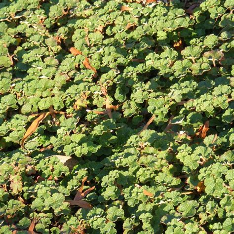 Provo pest control company wins prestigious award three consecutive years in a row aptive environmental pest control strikes gold bringing a few of the judges' comments regarding the company's 2021 performance include: Raspberry Creeping Plant Species - The Good Earth Garden ...