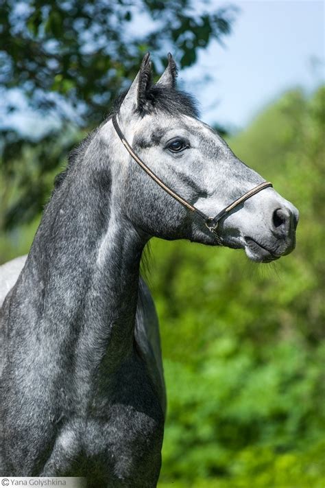 Orlov Trotter Stallion Concord