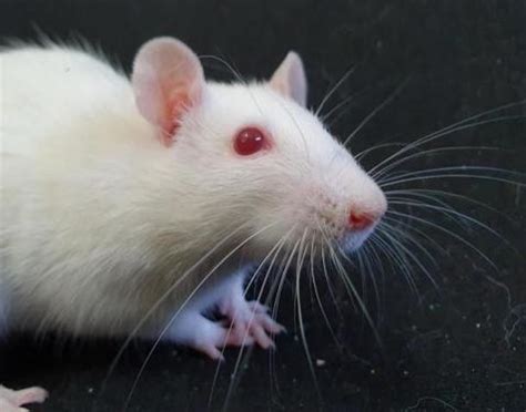 Georgette Cac671 Rongeur Nac Rat à Adopter Dans La Région Ile De France