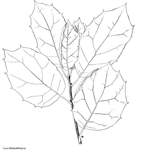 Free printable palm leaf coloring page. Palm Tree Leaves Coloring Pages at GetColorings.com | Free ...