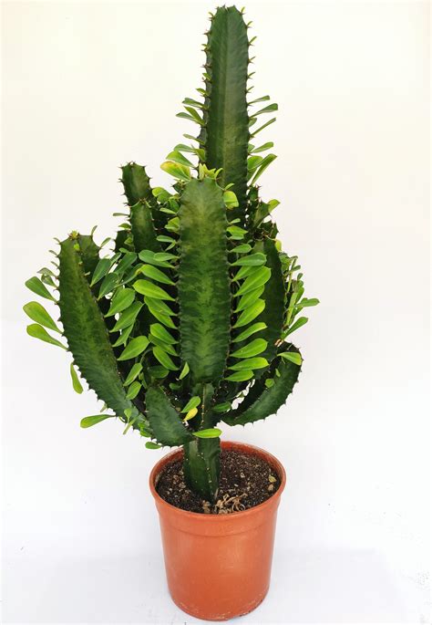 Euphorbia Acrurensis Viveros Mesado