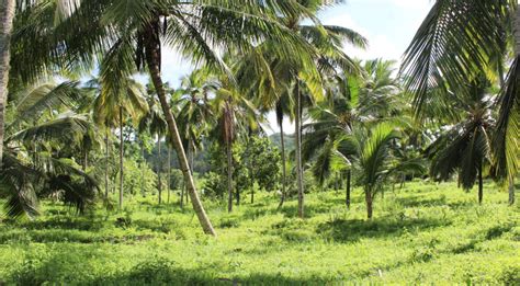 I'm searching for so many days but nothing is coming out. Coconut plantation (50 Acres) for sale in Beliatta
