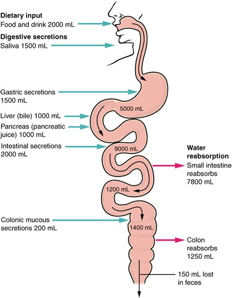 Unit 5 The Digestive System Douglas College Human Anatomy