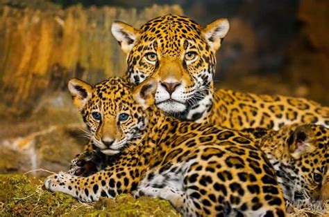 Jaguars like thick, moist tropical lowland forests with plenty of cover, but can be found in reed thickets, scrubland, coastal forests, thickets and swamps. Jaguar Facts, Worksheets. Habitat, Diet & Appearance For Kids