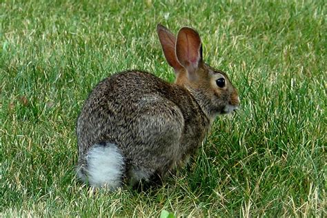 Eastern Cottontail – Salt Spring Conservancy