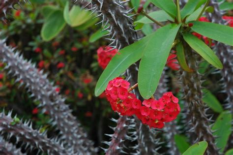 Bunny ears cactus has thorny pears that lie flat on the ground. Crown of Thorns, white spiked cactus with little red ...
