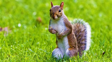 Top 999 Squirrel Wallpaper Full Hd 4k Free To Use