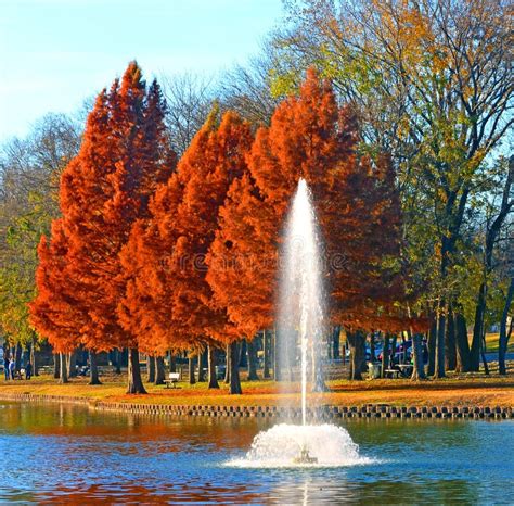1844 Bald Cypress Trees Stock Photos Free And Royalty Free Stock