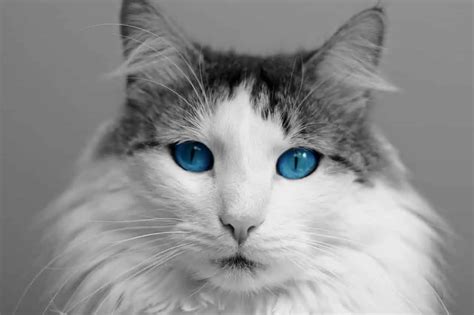 7 Types Of Cat Eye Colors With Explanation And Pictures