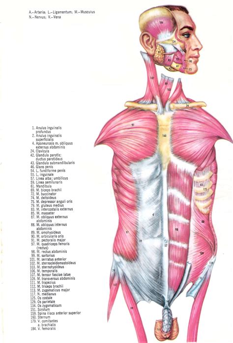 Ilustracion Isometrica De Anatomia Masculina Con Modelo De Infografia Images