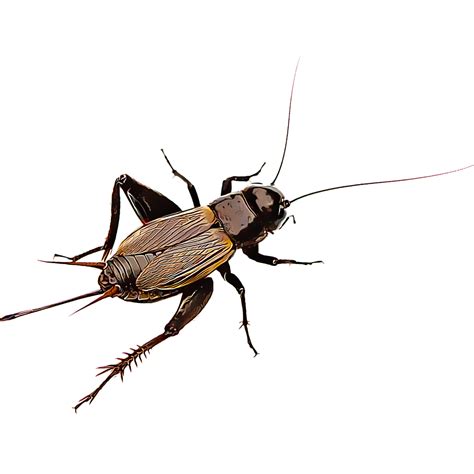 There are about 900 species of crickets. Сверчок PNG