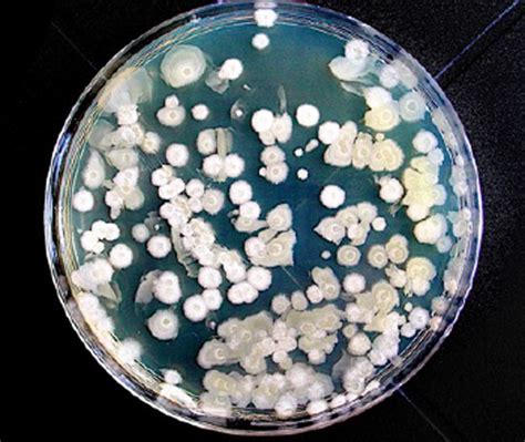 ¡conoce Velezensis Wp Inoculante Microbiológico Foliar Cytoperu