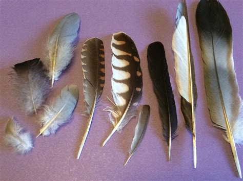 Focus On Feathers Wild Heritage