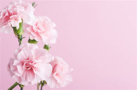 Premium Photo Pink Carnations On Background
