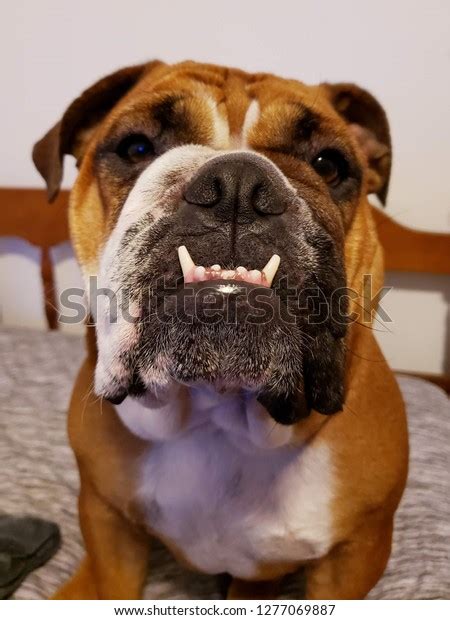 English Bulldog Face Underbite Stock Photo 1277069887 Shutterstock