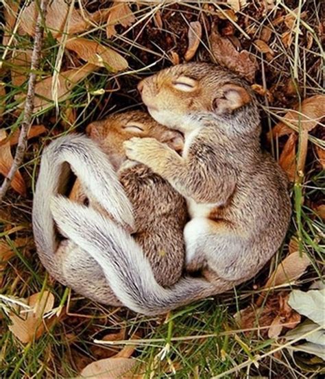 40 Cute Pictures Of Animals Sleeping On Each Other