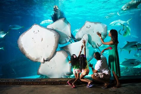 Ushaka Sea World Aquarium Durban All You Need To Know Before You Go