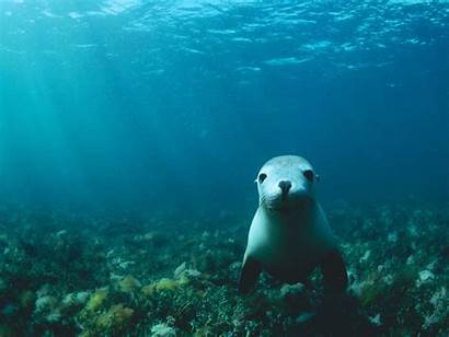 Sea Lion Wallpapers Ocean Underwater Animals Desktop