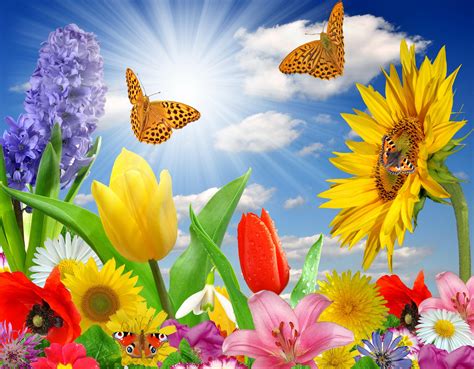 Butterfly Summer Desktop Wallpapers Top Free Butterfly Summer Desktop