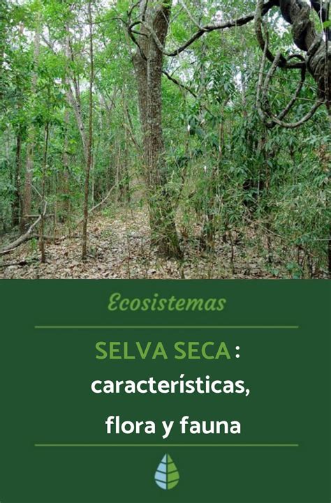 Aprende Todo Sobre La Selva Seca Con Ecolog Averde Te Contamos Sus