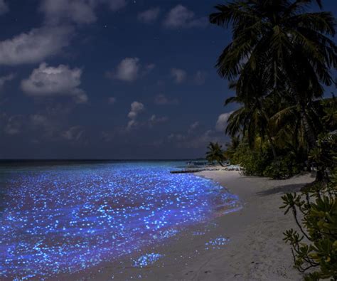 Vaadhoo Island The Sparkling Sea Of Stars