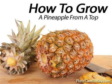 When we wound a cactus by cutting off a piece to propagate it, a scab, or callus, needs to form over the cut end before it is put to root. How To Grow A Sweet Tasting Pineapple From A Top