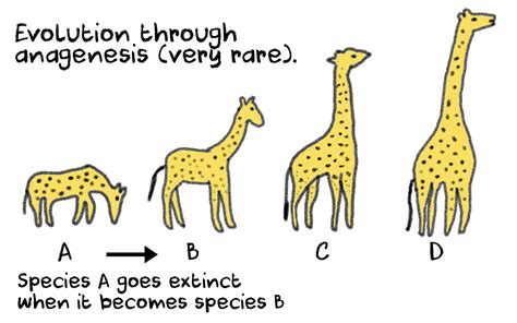 Anagenesis And Cladogenesis Definitions And Differences Giraffe