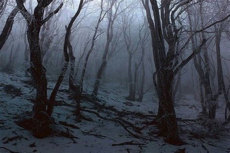 Beautifully Creepy Forest Winter Forest Winter Photography Scenery