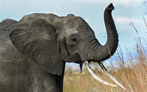 Wallpaper Elephant Tusk Trunk Africa Savanna Hd Widescreen High
