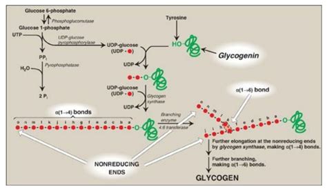 Synthesis Of Glycogen Glycogenesis Biochemistry