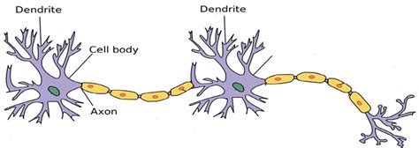 Classification of Synapse & Function of Synapse - Be your Doctor