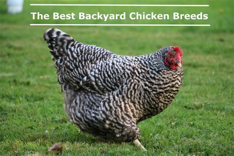 The Best Backyard Chicken Breeds Pethelpful