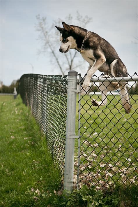 See video and pics of it here (warning: 3 Tips to Keep Your Pet Inside Your Fence - Security Fence ...