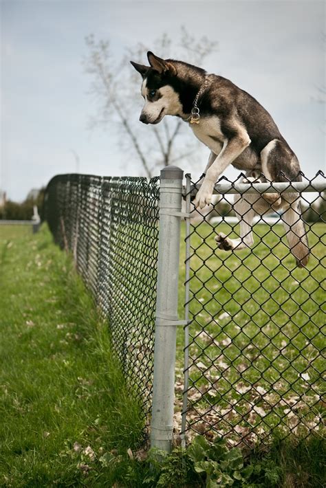 See video and pics of it here (warning: 3 Tips to Keep Your Pet Inside Your Fence - Security Fence ...