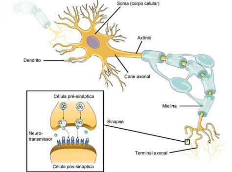 Tecido Nervoso O Que é Função Neurônios Células Sistema Nervoso