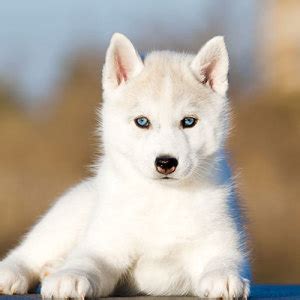 We collected up to 454 ads from hundreds of classified sites for you! Siberian Husky Puppies for Sale | PuppySpot