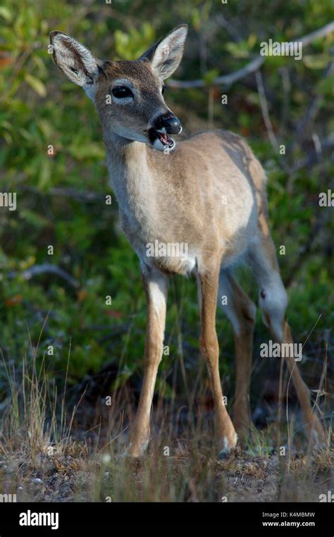 Florida Key Deer Odocoileous Virginianus Clavium Smallest Deer Of