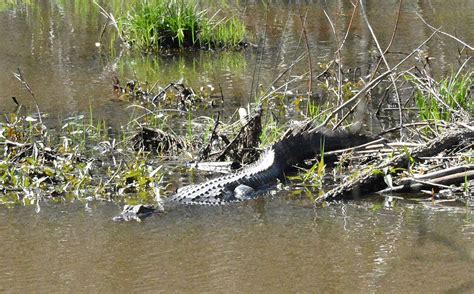 5 Foot Alligator Spotted In Cullman County