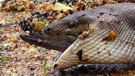 The Incredible Snake That Eats A Crocodile