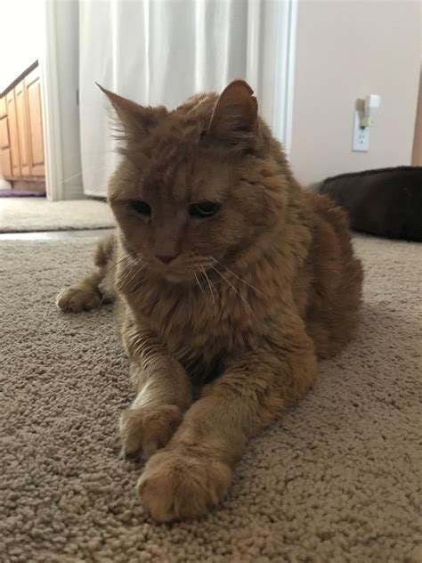 This is Abby shes 22 years old and can barely meow anymore. Shes been 