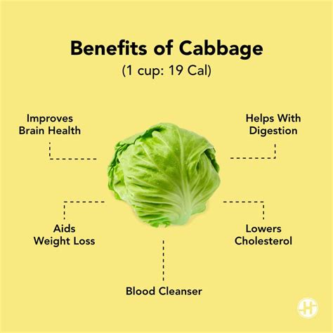 Benefits Of Cabbage Cabbage Benefits Digestion Aid Health And Wellbeing