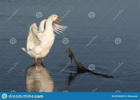 Domestic Geese On The Lake Stock Image Image Of Nature Tangle